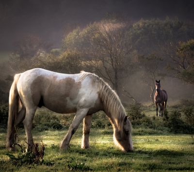 horses