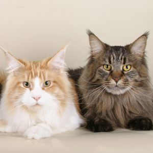 maine coon