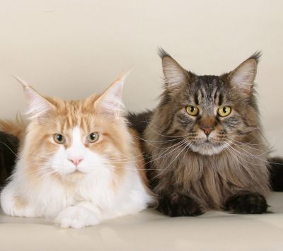 maine coon