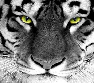 tiger