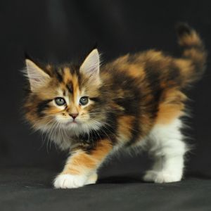 maine coon