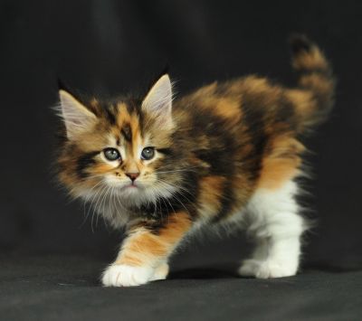 maine coon