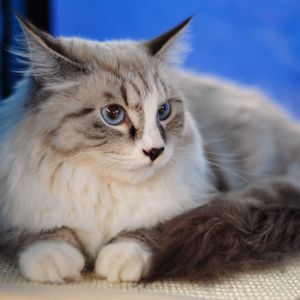 maine coon