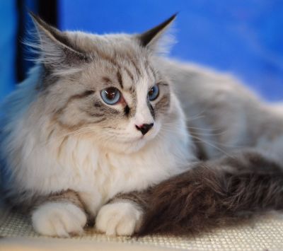 maine coon