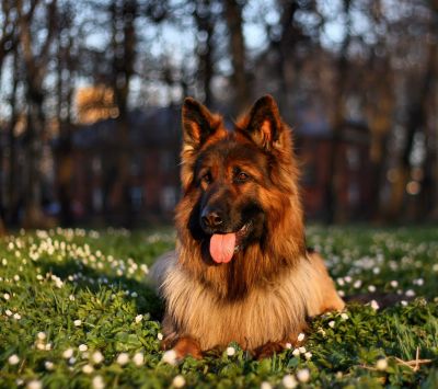 german shepherd