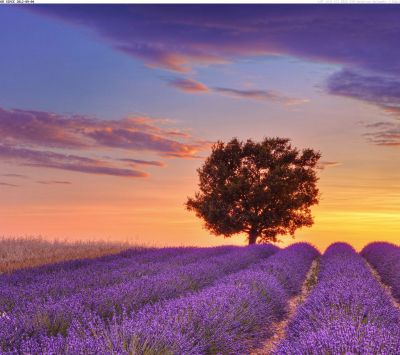 Lavender Field - Provence