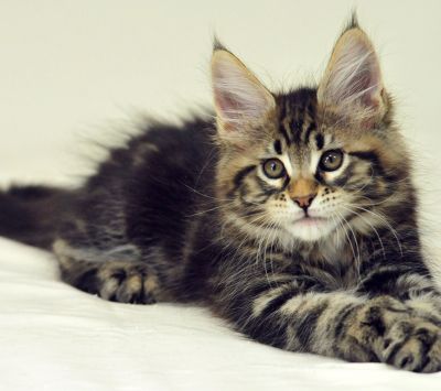 maine coon kitten