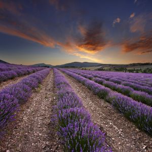 provence