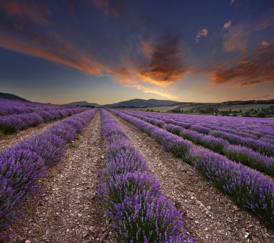 provence