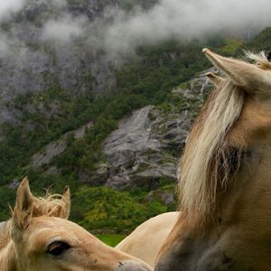 horses