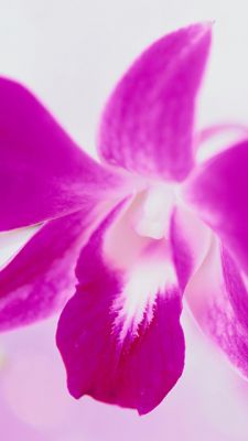 Orchid