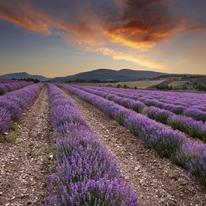 provence