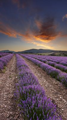 provence