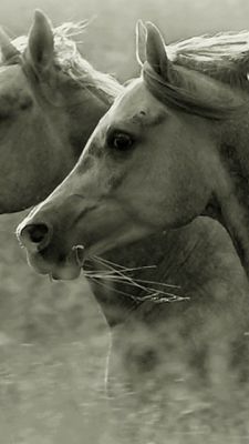 horses