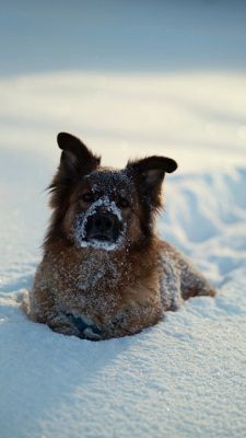 germanm shepherd