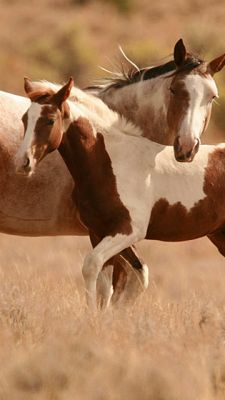 horses