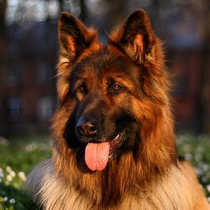 german shepherd