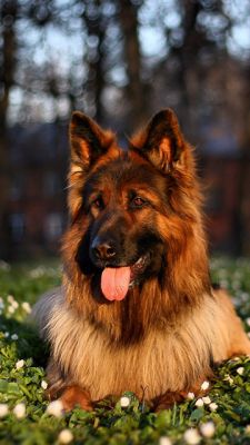 german shepherd