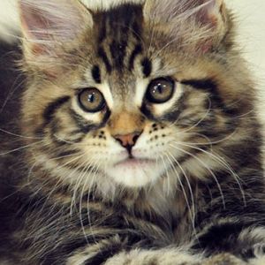 maine coon kitten