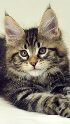 maine coon kitten