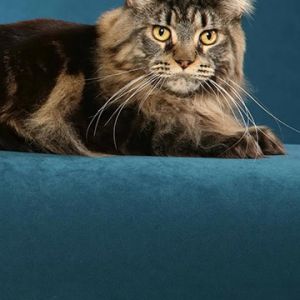 maine coon