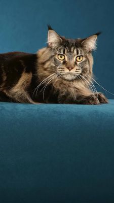 maine coon