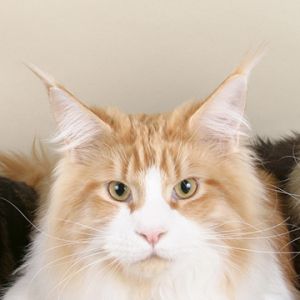 maine coon