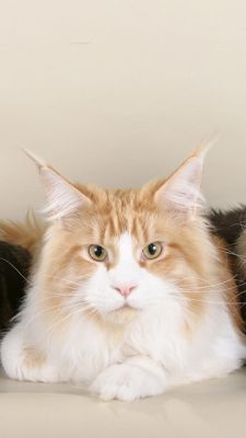 maine coon