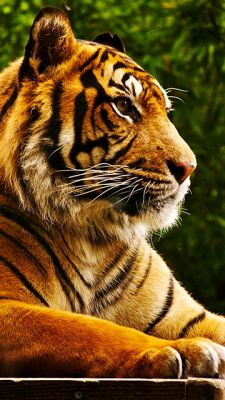 tiger