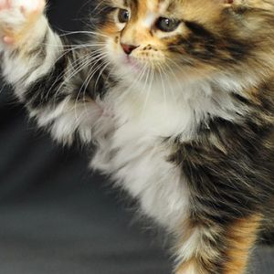 maine coon