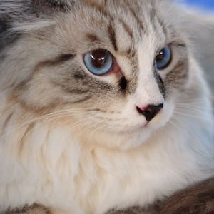 maine coon