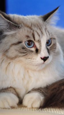 maine coon