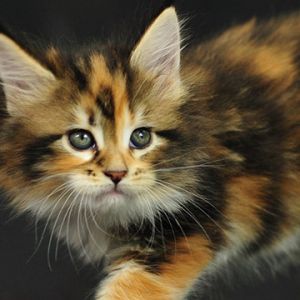 maine coon