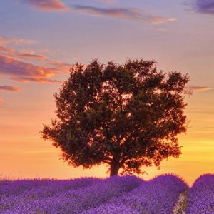 Lavender field