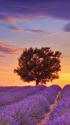 Lavender field