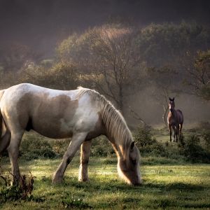 horses