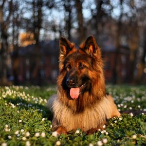 german shepherd