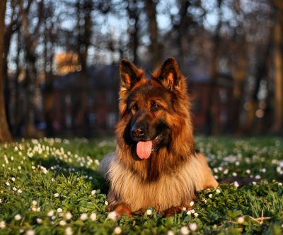 german shepherd