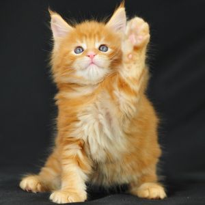 red maine coon