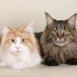 maine coon