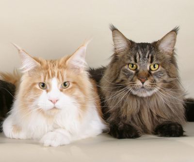 maine coon