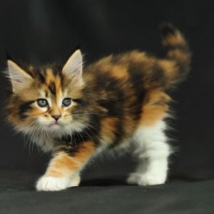 maine coon