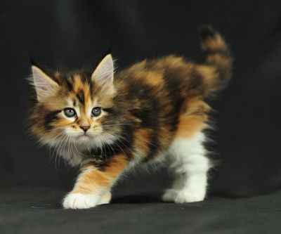 maine coon