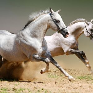 white horses