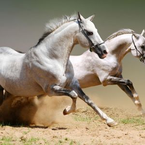 white horses