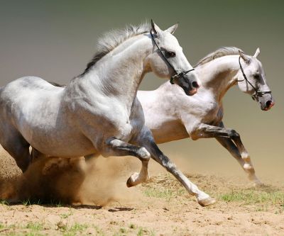 white horses