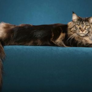 maine coon