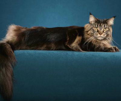 maine coon