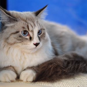 maine coon