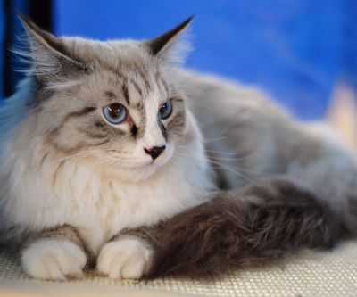 maine coon